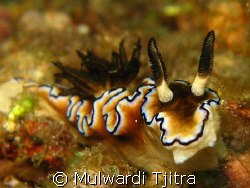 Posing nudibranch ..  by Mulwardi Tjitra 